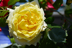 Chantilly Cream Rose (Rosa 'Chantilly Cream') at Echter's Nursery & Garden Center
