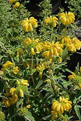 Jerusalem Sage (Phlomis fruticosa) at Echter's Nursery & Garden Center