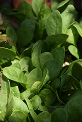 Bloomsdale Spinach (Spinacia oleracea 'Bloomsdale') at Echter's Nursery & Garden Center