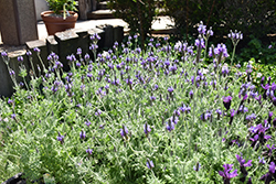 Fernleaf Lavender (Lavandula multifida) at Echter's Nursery & Garden Center