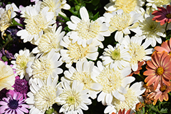 4D White African Daisy (Osteospermum 'KLEOE21634') at Echter's Nursery & Garden Center