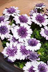 4D Violet Ice African Daisy (Osteospermum 'KLEOE18048') at Echter's Nursery & Garden Center