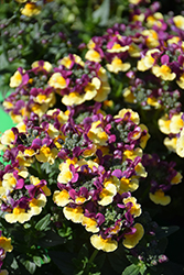 SunGlow Yellow Bicolor Nemesia (Nemesia 'Penrhub') at Echter's Nursery & Garden Center