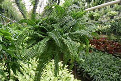 Jester's Crown Fern (Nephrolepis exaltata 'Jester's Crown') at Echter's Nursery & Garden Center