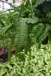 Jester's Crown Fern (Nephrolepis exaltata 'Jester's Crown') at Echter's Nursery & Garden Center