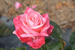 First Prize Rose (Rosa 'First Prize') at Echter's Nursery & Garden Center