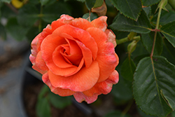 Easy Does It Rose (Rosa 'Easy Does It') at Echter's Nursery & Garden Center