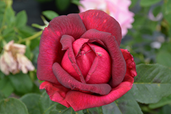 Oklahoma Rose (Rosa 'Oklahoma') at Echter's Nursery & Garden Center