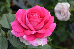 Perfume Factory Rose (Rosa 'WEKnewibpusbi') at Echter's Nursery & Garden Center