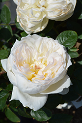 Bolero Rose (Rosa 'Meidelweis') at Echter's Nursery & Garden Center