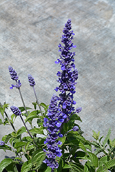 Mystic Spires Blue Sage (Salvia 'Balsalmisp') at Echter's Nursery & Garden Center