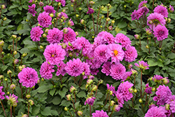 Dahlinova Hypnotica Lavender Dahlia (Dahlia 'Hypnotica Lavender') at Echter's Nursery & Garden Center