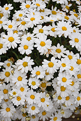 Madeira White Marguerite Daisy (Argyranthemum frutescens 'Bonmadwitim') at Echter's Nursery & Garden Center