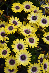 Blue Eyed Beauty African Daisy (Osteospermum ecklonis 'Balostlueye') at Echter's Nursery & Garden Center