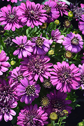 4D Purple African Daisy (Osteospermum 'KLEOE17359') at Echter's Nursery & Garden Center