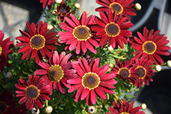 Grandaisy Red Daisy (Argyranthemum 'Grandaisy Red') at Echter's Nursery & Garden Center