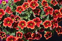 Bumble Bee Orange Calibrachoa (Calibrachoa 'Balbumora') at Echter's Nursery & Garden Center