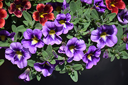 Bumble Bee Blue Calibrachoa (Calibrachoa 'Balcanumlu') at Echter's Nursery & Garden Center