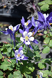 Origami Blue and White Columbine (Aquilegia 'Origami Blue and White') at Echter's Nursery & Garden Center