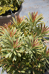 Ascot Rainbow Variegated Spurge (Euphorbia 'Ascot Rainbow') at Echter's Nursery & Garden Center