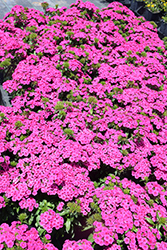 Jolt Pink Hybrid Pinks (Dianthus 'Jolt Pink') at Echter's Nursery & Garden Center