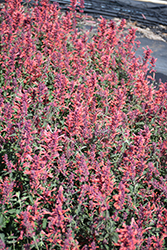 Kudos Coral Hyssop (Agastache 'Kudos Coral') at Echter's Nursery & Garden Center