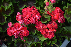 Brocade Cherry Night Geranium (Pelargonium 'Brocade Cherry Night') at Echter's Nursery & Garden Center