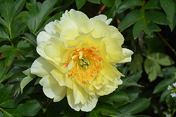 Bartzella Peony (Paeonia 'Bartzella') at Echter's Nursery & Garden Center