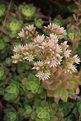 Kiwi Aeonium (Aeonium 'Kiwi') at Echter's Nursery & Garden Center