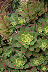 Kiwi Aeonium (Aeonium 'Kiwi') at Echter's Nursery & Garden Center