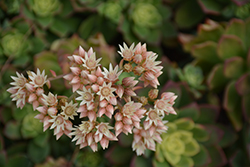 Kiwi Aeonium (Aeonium 'Kiwi') at Echter's Nursery & Garden Center