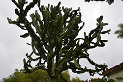 Candelabra Tree (Euphorbia ingens) at Echter's Nursery & Garden Center
