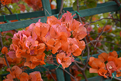 Orange King Bougainvillea (Bougainvillea 'Orange King') at Echter's Nursery & Garden Center