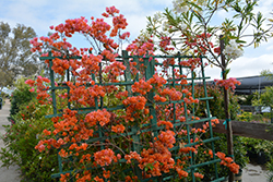 Orange King Bougainvillea (Bougainvillea 'Orange King') at Echter's Nursery & Garden Center