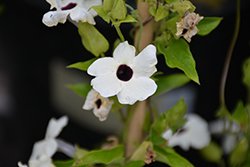 Sunny Susy New White Black-Eyed Susan (Thunbergia alata 'Sunny Susy New White') at Echter's Nursery & Garden Center