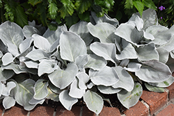 Angel Wings Senecio (Senecio candicans 'Senaw') at Echter's Nursery & Garden Center