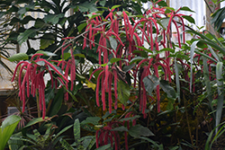 Firetail Chenille Plant (Acalypha hispida) at Echter's Nursery & Garden Center