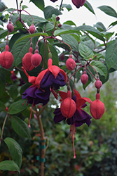 Voodoo Fuchsia (Fuchsia 'Voodoo') at Echter's Nursery & Garden Center