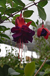 Voodoo Fuchsia (Fuchsia 'Voodoo') at Echter's Nursery & Garden Center