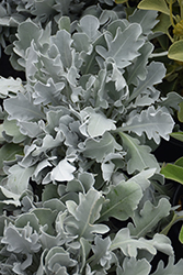 Snowy Owl Centaurea (Centaurea 'Snowy Owl') at Echter's Nursery & Garden Center