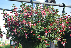 Windchimes Basket Neon White Fuchsia (Fuchsia 'Windchimes Basket Neon White') at Echter's Nursery & Garden Center