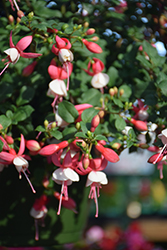 Windchimes Basket Neon White Fuchsia (Fuchsia 'Windchimes Basket Neon White') at Echter's Nursery & Garden Center