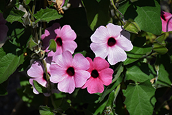 Sunny Susy Rose Sensation Black-Eyed Susan (Thunbergia alata 'Sunny Susy Rose Sensation') at Echter's Nursery & Garden Center