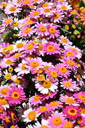 Lollies Pink Pez Marguerite Daisy (Argyranthemum frutescens 'Lollies Pink Pez') at Echter's Nursery & Garden Center