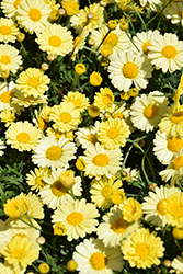 Lollies Buttermint Marguerite Daisy (Argyranthemum frutescens 'Lollies Buttermint') at Echter's Nursery & Garden Center