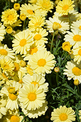 Lollies Buttermint Marguerite Daisy (Argyranthemum frutescens 'Lollies Buttermint') at Echter's Nursery & Garden Center