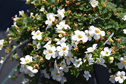 Snowstorm Snow Globe Bacopa (Sutera cordata 'Snowstorm Snow Globe') at Echter's Nursery & Garden Center