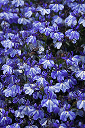 Rift Blue Lobelia (Lobelia 'Rift Blue') at Echter's Nursery & Garden Center