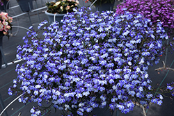 Rift Blue Lobelia (Lobelia 'Rift Blue') at Echter's Nursery & Garden Center