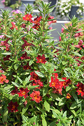 Mai Tai Red Monkeyflower (Mimulus 'Mai Tai Red') at Echter's Nursery & Garden Center